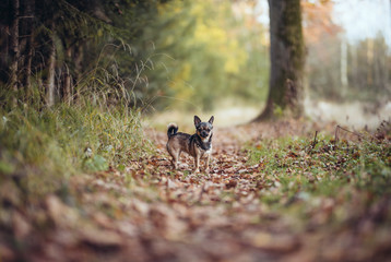 Chihuahua beim Herbstspaziergang