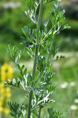 Stem and leaves of wormwood bitter