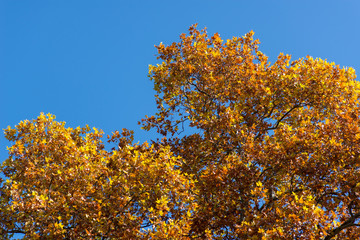Árvores de folha amarela
