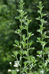 Stem and leaves of wormwood bitter
