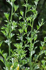 Stem and leaves of wormwood bitter