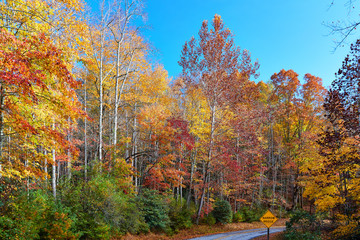View of autumn colors in early November at Stone Mountain State Park, located near Roaring Gap in the Blue Ridge mountains of northwest North Carolina © Sean  Board