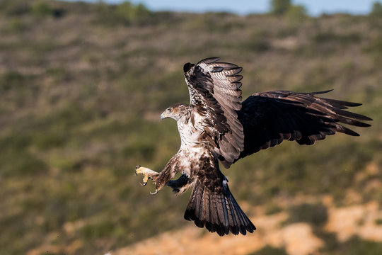 aquila bonelli