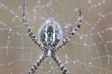 Banded Garden Spider. Web. Shiloh Ranch Regional Park in southeast Windsor includes oak woodlands, forests of mixed evergreens, ridges with sweeping views of the Santa Rosa Plain, canyons.