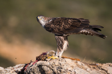 aquila bonelli