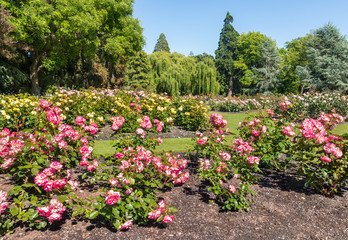 bed of pink roses in public park in Blenheim town, New Zealand
