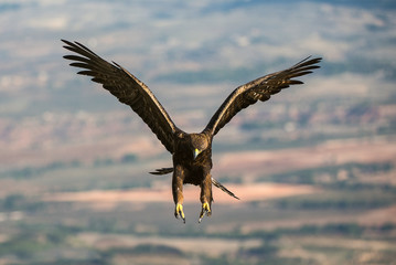 aquila reale