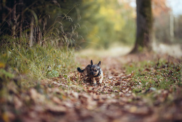 Chihuahua beim Herbstspaziergang