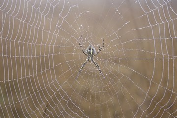 Banded Garden Spider. Web. Shiloh Ranch Regional Park in southeast Windsor includes oak woodlands,...