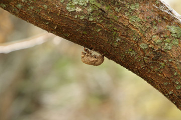 Cicada Shell