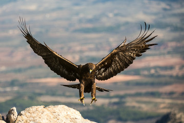 aquila reale