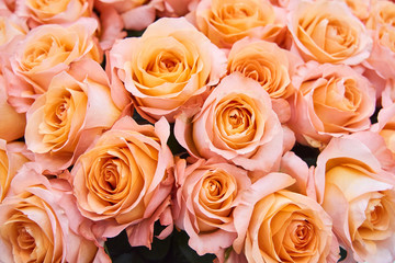 Fresh cut yellow and light pink roses and arrangements in florist shop, tracking shot
