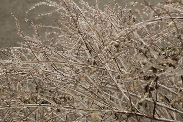 Field of Ice