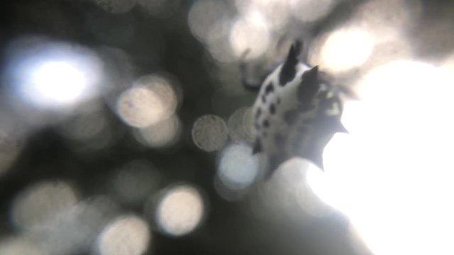 Close-up of spiny orb weaver spider