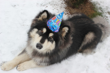 Malamute Geburtstag im Schnee