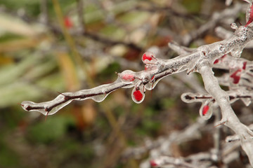 Frozen Thorns