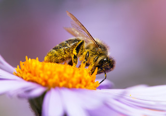 bee or honeybee sitting on flower