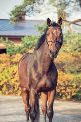  portrait sportive warmblood horse posing against stable