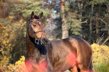 portrait of sportive warmblood horse at pine trees background. autumn season