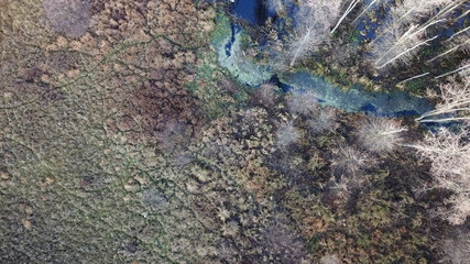 swamp nature wetland green water grass autumn © DEM