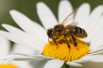 bee or honeybee on white flower of common daisy