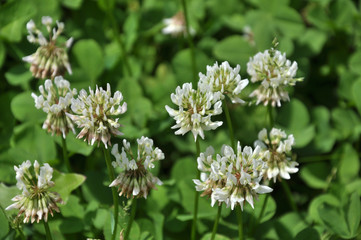 White clover creeping (Trifolium repens)