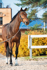 Fototapeta premium sportive warmblood horse at stable background