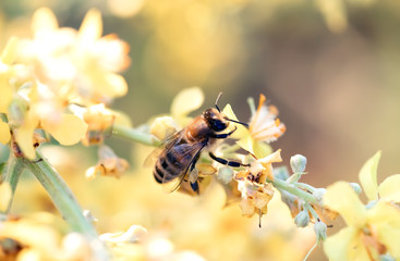 Bee pollinates a flower closeup natural background