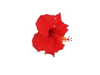 Red Hibiscus (China rose)