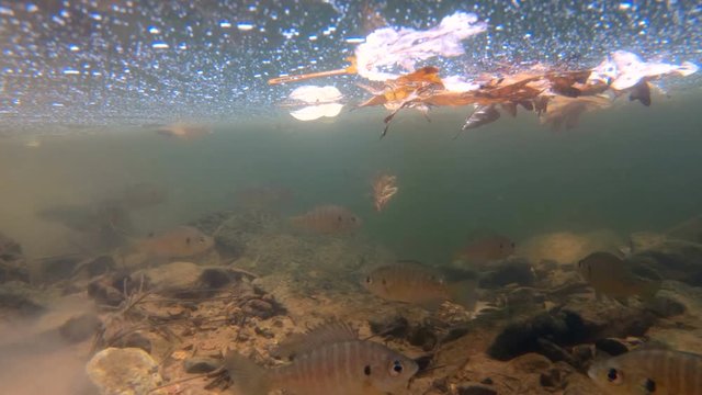 Shallow pool of water with fish swimming and leaves floating
