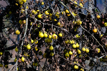 Last autumn pears on the tree