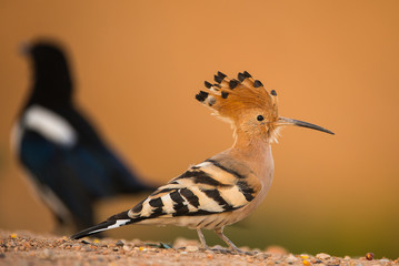 upupa
