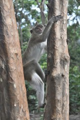 Babouin en Thaïlande