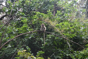 Babouin en Thaïlande