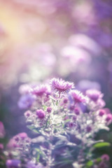 Beautiful delicate purple chrysanthemum in the autumn sunny garden. Background. Retro look