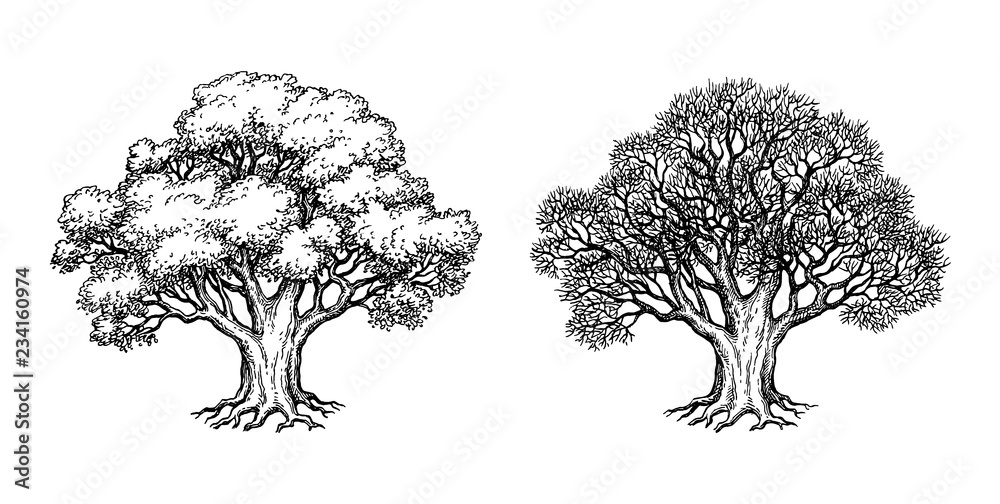 Canvas Prints ink sketch of oak tree.