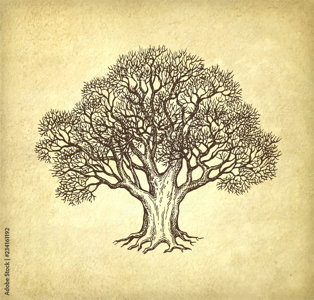 Canvas Prints ink sketch of oak without leaves.