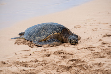 Green see turtle resting on a Hawaiian Laniakea beach