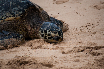 Obraz premium Green see turtle resting on a Hawaiian Laniakea beach