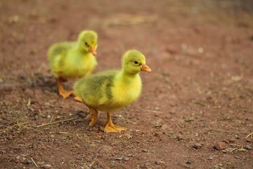  goose 525