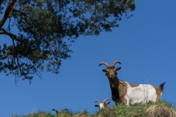 Group of goats watching down