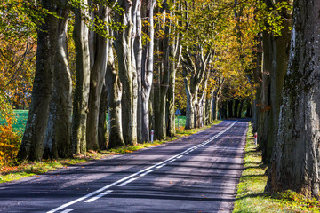 beech alley in the autumn