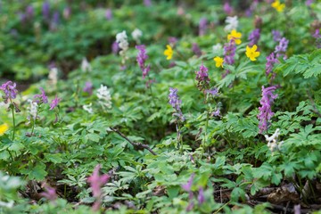 Colorful spring flowers