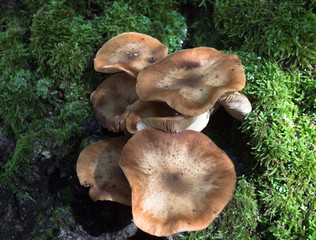 varieties of mushrooms in nature