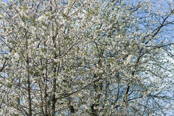 Tree with white spring blossoms