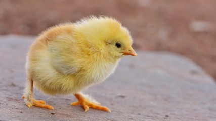 chick  526