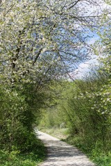 Hiking path under a tree