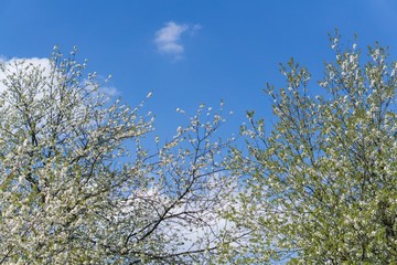 Tree with white spring blossoms