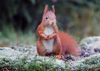 European Red Squirrel winter postcard