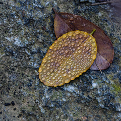 Dew drops on fallen leaves